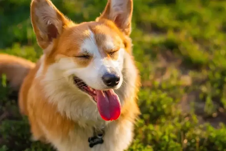 A Dieta Carnívora do Seu Cachorro: O Que Você Precisa Saber para Garantir a Saúde e Vitalidade do Seu Melhor Amigo