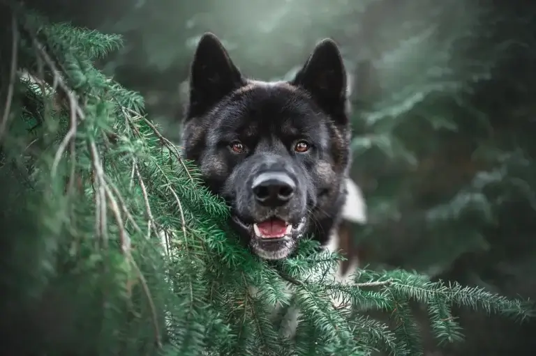 A Influência do Lobo no Comportamento e Temperamento dos Cachorros: O Que Você Precisa Saber