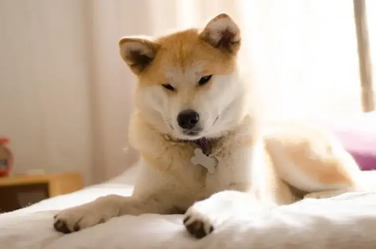 Akita: O Guia Completo para Entender e Cuidar do seu Melhor Amigo 1 Akita: O Guia Completo para Entender e Cuidar do seu Melhor Amigo