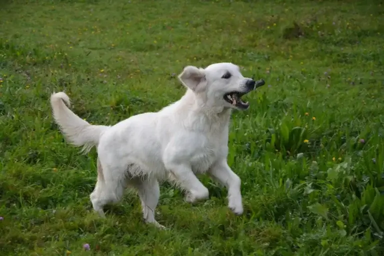 As 10 Raças de Cachorros Mais Populares e Seus Traços Únicos