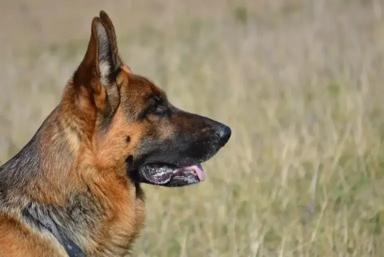 Cachorro Vomitando Amarelo: Causas e Soluções Para um Sintoma Alarmante