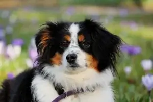 Calmante para Cachorro: O Guia Completo para Aliviar a Ansiedade do Seu Pet