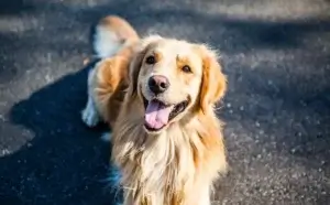 Como Ensinar Seu Cachorro a Fazer Xixi no Lugar Certo: Dicas Práticas e Efetivas para Evitar Acidentes em Casa