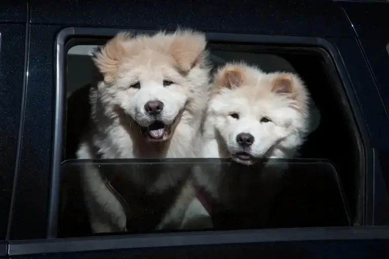 Como Escolher a Caixa de Transporte Ideal para o Seu Cachorro: Dicas e Recomendações