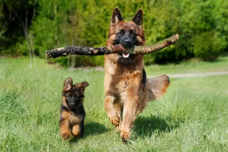 Como Escolher a Ração Ideal para o Seu Cachorro: Dicas de Nutrição Canina