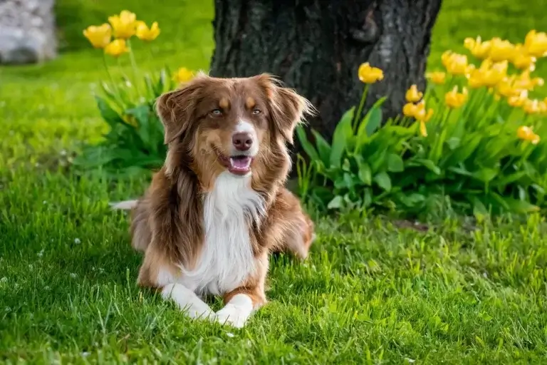 Como Escolher o Melhor Antialérgico para o Seu Cachorro