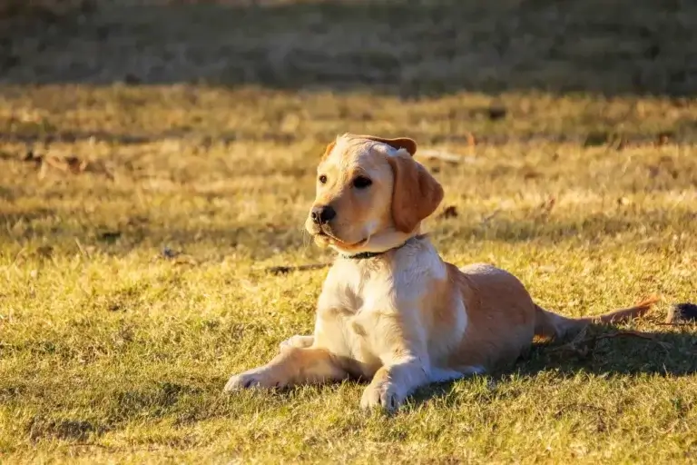 Como Identificar e Prevenir Doenças do Carrapato em Cachorros