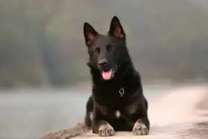 Como o Carvão Ativado Pode Transformar a Saúde do Seu Cachorro: Benefícios e Usos Práticos