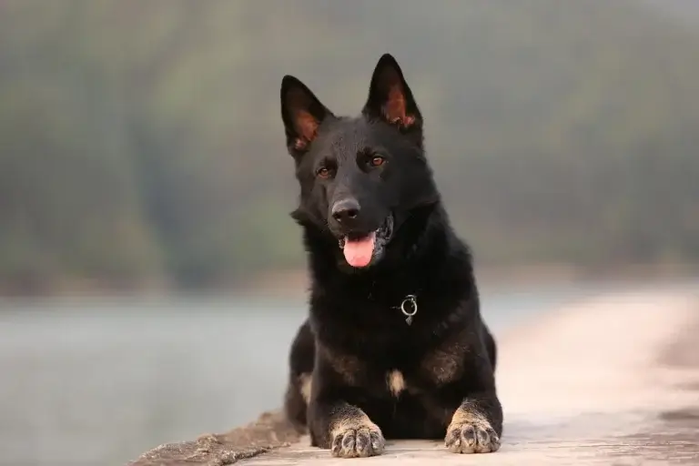Como o Carvão Ativado Pode Transformar a Saúde do Seu Cachorro: Benefícios e Usos Práticos