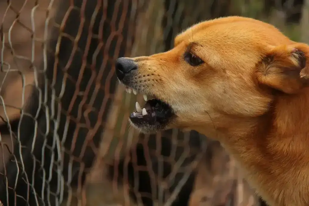 Como os Cães Pegam Raiva?