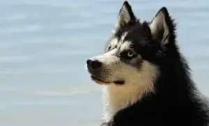 Descubra Qual É o Cachorro Mais Forte