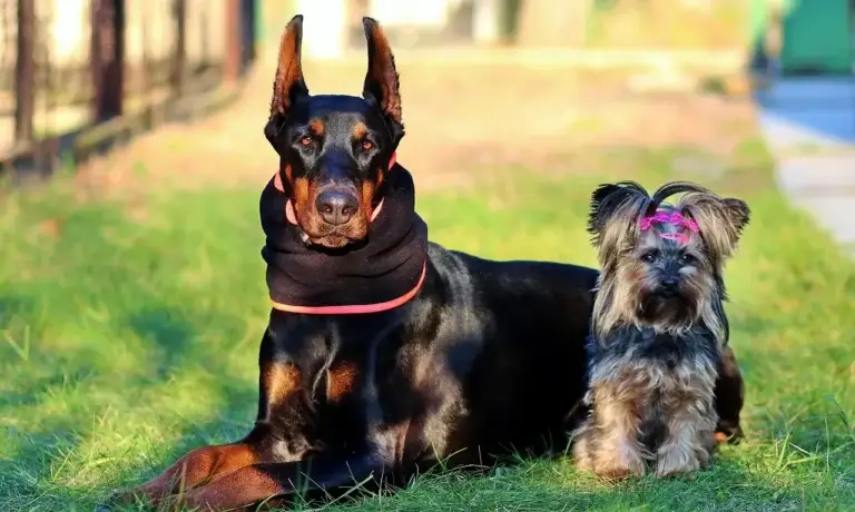 Doberman: Mitos e Verdades Sobre Esta Raça Impressionante 1 Doberman: Mitos e Verdades Sobre Esta Raça Impressionante