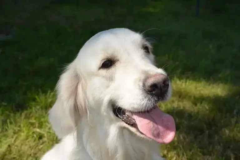 Expectativa de Vida Canina: Fatores que Influenciam os Anos de Vida do Seu Melhor Amigo 1 Expectativa de Vida Canina: Fatores que Influenciam os Anos de Vida do Seu Melhor Amigo