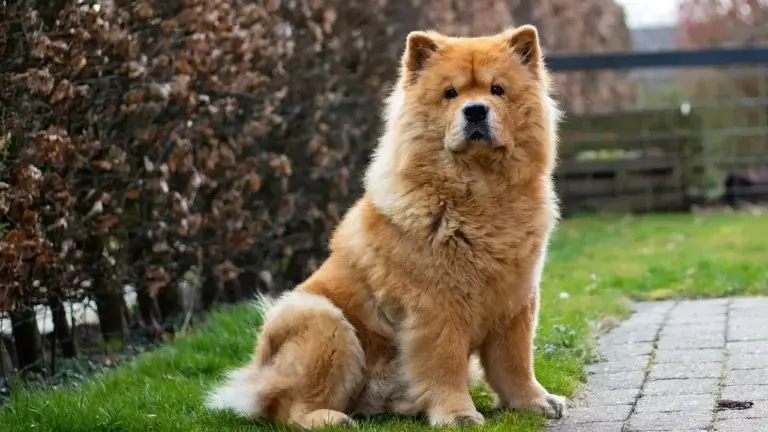 Fraldas para Cachorro: A Solução Prática para a Incontinência Canina 1 Fraldas para Cachorro: A Solução Prática para a Incontinência Canina