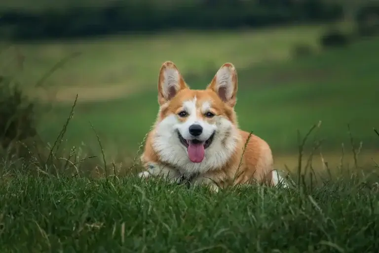 Leishmaniose em Cães: Como Prevenir a Doença e Proteger Seu Melhor Amigo