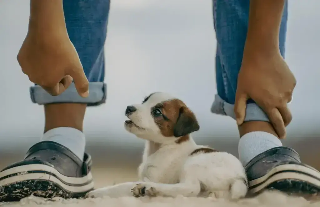 O Que Cachorro Filhote Pode Comer
