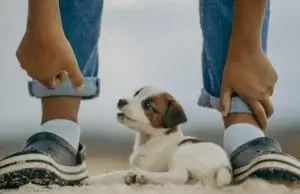 O Que Cachorro Filhote Pode Comer