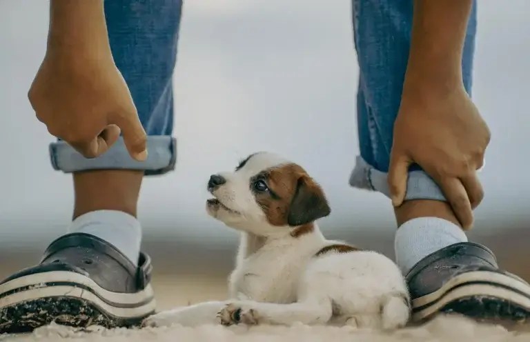 O Que Cachorro Filhote Pode Comer
