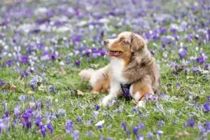 Onde Cachorro Tem Cosquinha: Descubra os Melhores Locais para Fazer seu Pet Sorrir