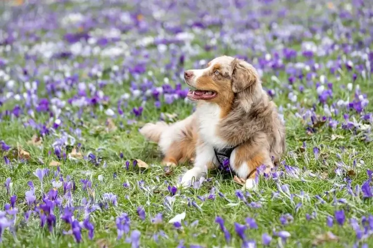 Onde Cachorro Tem Cosquinha: Descubra os Melhores Locais para Fazer seu Pet Sorrir