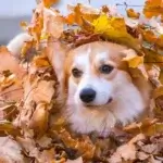 Onde Levar Seu Cachorro para Tomar Vacina: Guia Completo para Tutores Conscientes