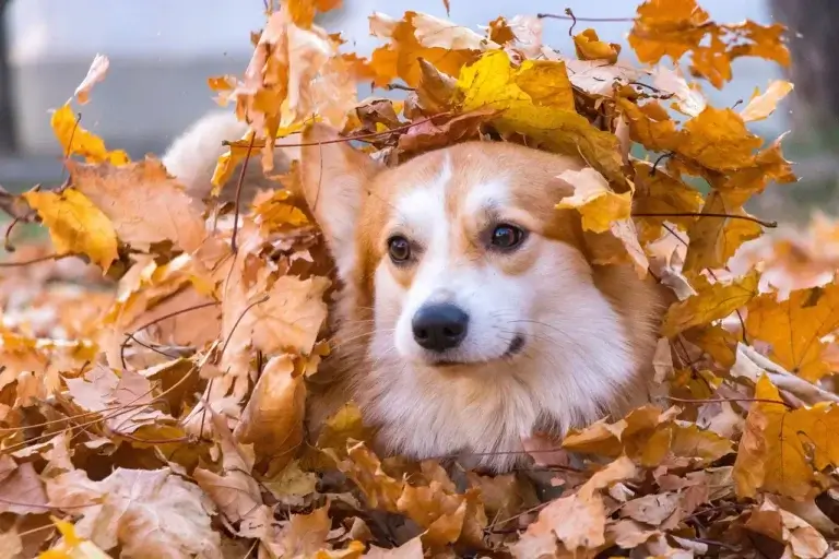 Onde Levar Seu Cachorro para Tomar Vacina: Guia Completo para Tutores Conscientes