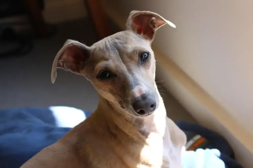 Os Desafios e Benefícios de Cruzar Raças de Cachorros