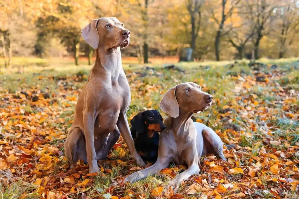Os Melhores Métodos Anti Pulga: Protegendo Seu Cachorro com Saúde e Segurança