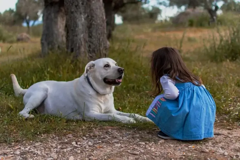 Os Melhores Parques para Cachorros em São Paulo
