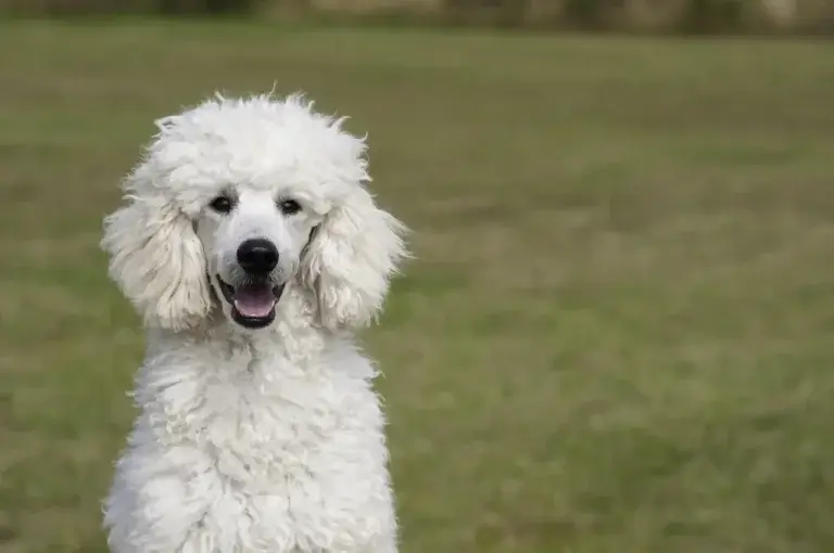 Os Segredos do Poodle: Como Escolher e Cuidar do Seu Companheiro Ideal 1 Os Segredos do Poodle: Como Escolher e Cuidar do Seu Companheiro Ideal