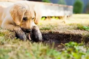 Por Que Meu Cachorro Come Terra?