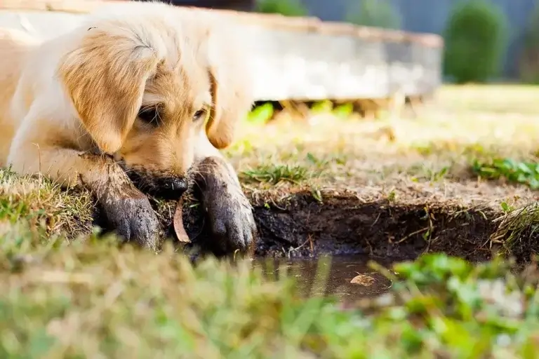 Por Que Meu Cachorro Come Terra?