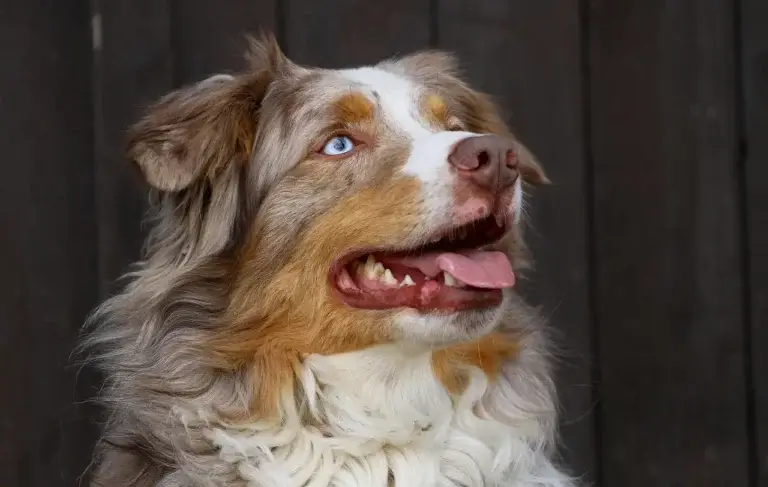 Prednisolona para Cachorro: O Guia Completo sobre Indicações, Dosagens e Efeitos Colaterais