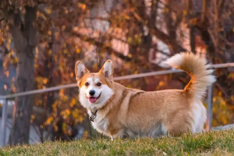 Quando Cachorro Troca de Pelo: Entenda os Ciclos de Mudança e Cuidados Essenciais