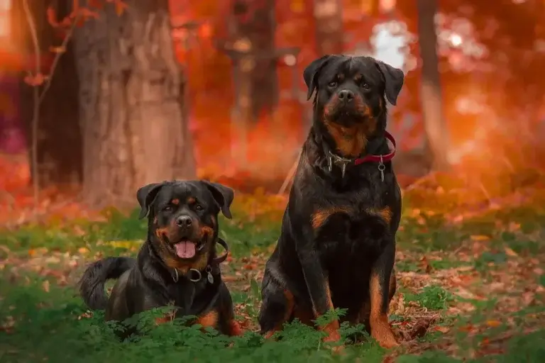 Rottweiler: O Guia Completo para Criar um Companheiro Leal e Protetor 1 Rottweiler: O Guia Completo para Criar um Companheiro Leal e Protetor