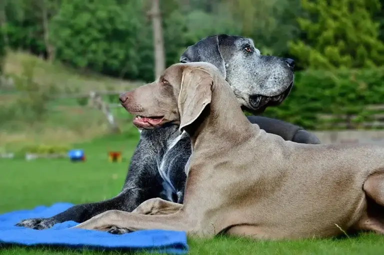 Sarna em Cachorro: Sintomas, Tratamentos e Como Prevenir a Infecção