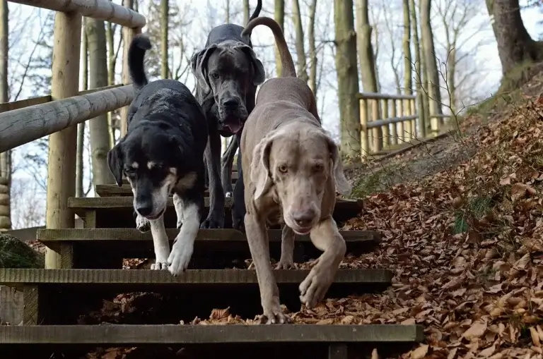 Tudo o que Você Precisa Saber sobre Vermífugos para Cachorros