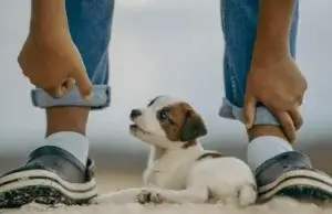 o que cachorro de 1 mês pode comer