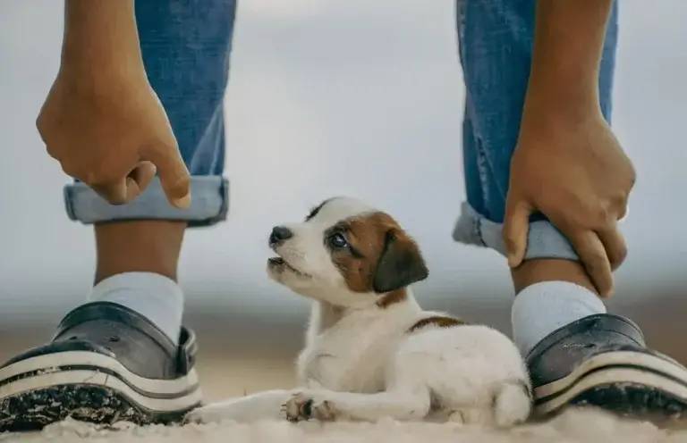 o que cachorro de 1 mês pode comer