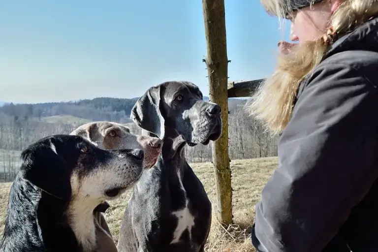 Por Que Cachorros Lambem Feridas Humanas 1 Por Que Cachorros Lambem Feridas Humanas