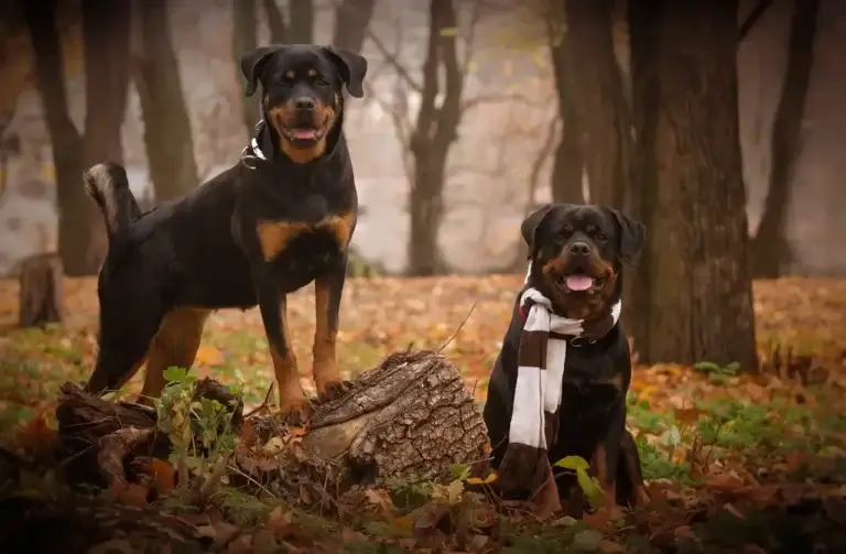 20 Raças de Cachorros Mais Comuns no Brasil