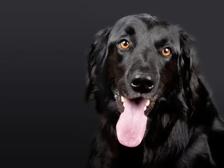 A Ciência por Trás do Sorriso dos Cachorros: O Que Seu Melhor Amigo Está Tentando Dizer?