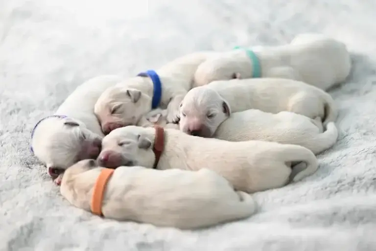 Alimentação Onívora: O Guia Completo para Nutrição Saudável do Seu Cachorro