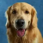 Bicho de estimação Cachorro