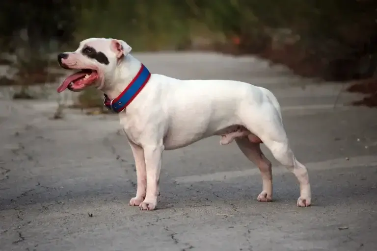 Bull Terrier: O Guia Definitivo para Criadores e Proprietários Responsáveis