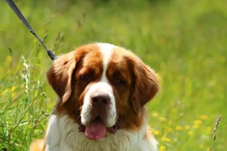 Cachorro Beethoven: Lições de Lealdade e Coragem que Todo Tutor Deve Aprender