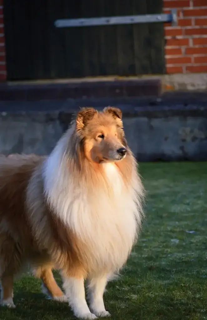 Cachorro Collie