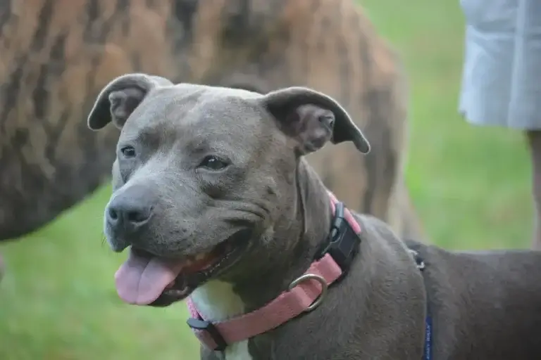 Cachorro Inchado: Causas Comuns e Como Identificar Problemas de Saúde em Seu Pet