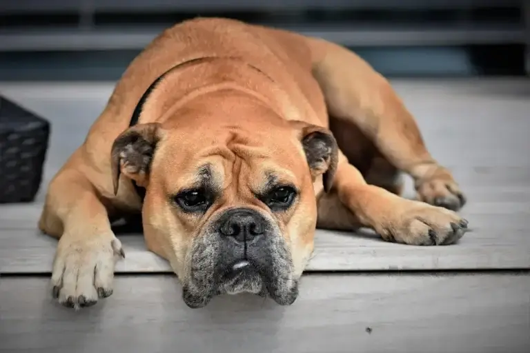 Cachorros Remelando os Olhos: O Que Todo Tutor Deve Saber