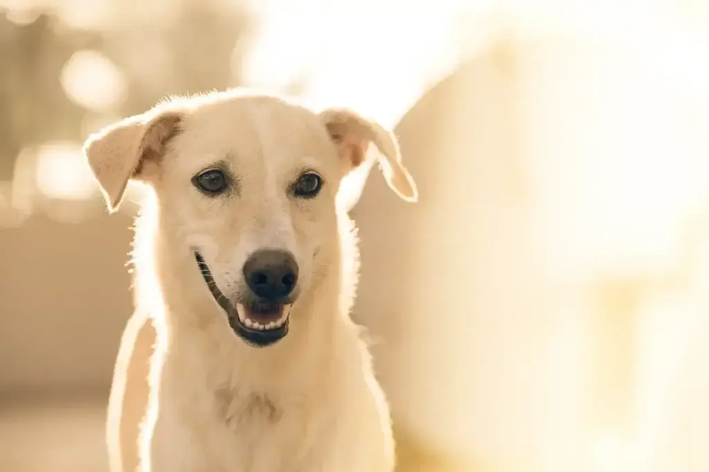 Cães como Suporte Emocional: Como a Presença Canina Transforma Vidas e Promove o Bem-Estar